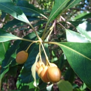 Pittosporum undulatum at Narooma, NSW - 29 Mar 2017 11:46 AM