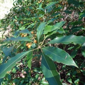 Pittosporum undulatum at Narooma, NSW - 29 Mar 2017