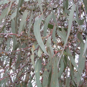 Eucalyptus nortonii at Mount Taylor - 4 Apr 2017 11:22 AM