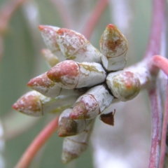 Eucalyptus nortonii at Mount Taylor - 4 Apr 2017 11:22 AM