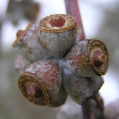 Eucalyptus nortonii at Mount Taylor - 4 Apr 2017