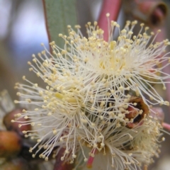 Eucalyptus nortonii at Mount Taylor - 4 Apr 2017