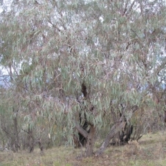 Eucalyptus nortonii at Mount Taylor - 4 Apr 2017