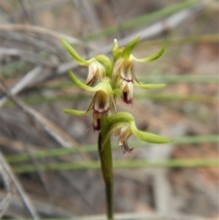Corunastylis cornuta (Horned Midge Orchid) at Aranda, ACT - 4 Apr 2017 by CathB