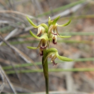 Corunastylis cornuta at Point 49 - suppressed