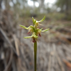 Corunastylis cornuta at Point 49 - suppressed