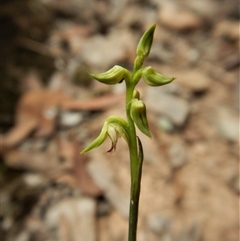 Corunastylis cornuta at Point 49 - suppressed