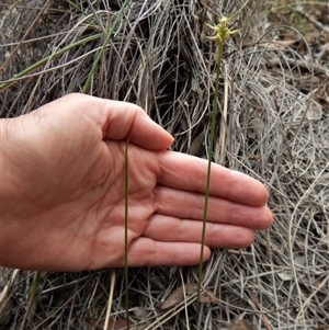 Corunastylis cornuta at Point 49 - suppressed