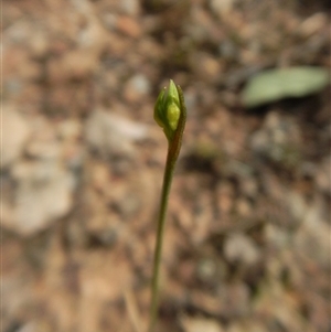 Corunastylis cornuta at Point 49 - suppressed