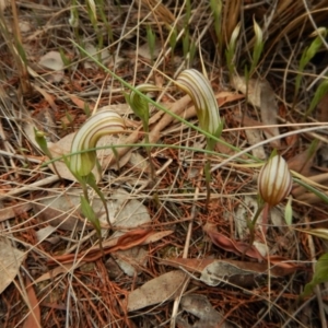 Diplodium truncatum at Cook, ACT - 3 Apr 2017