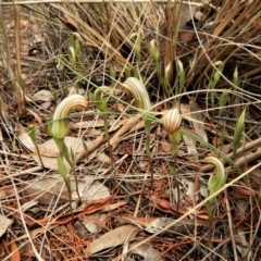 Diplodium truncatum at Cook, ACT - 3 Apr 2017