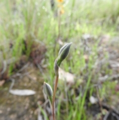 Thelymitra sp. (A Sun Orchid) at Wanniassa Hill - 29 Oct 2016 by RyuCallaway