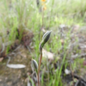Thelymitra sp. at Fadden, ACT - 30 Oct 2016