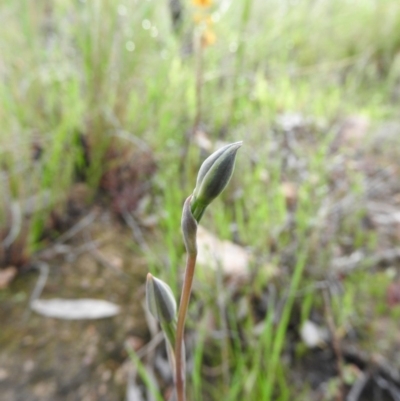Thelymitra (Genus) (Sun Orchid) at Fadden, ACT - 30 Oct 2016 by ArcherCallaway