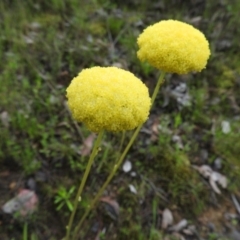 Craspedia sp. (Billy Buttons) at Wanniassa Hill - 29 Oct 2016 by RyuCallaway