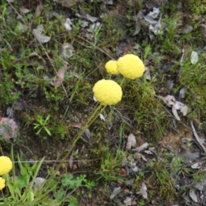 Craspedia sp. at Fadden, ACT - 30 Oct 2016