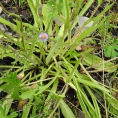 Craspedia sp. at Fadden, ACT - 30 Oct 2016