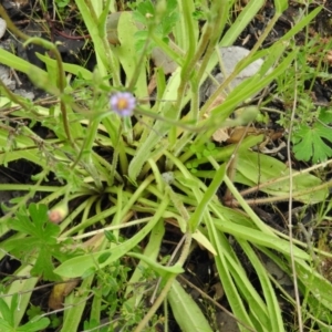 Craspedia sp. at Fadden, ACT - 30 Oct 2016