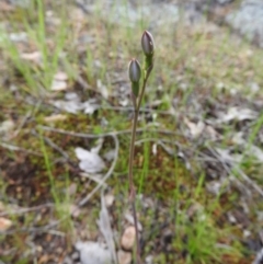 Thelymitra sp. (A Sun Orchid) at Wanniassa Hill - 29 Oct 2016 by RyuCallaway