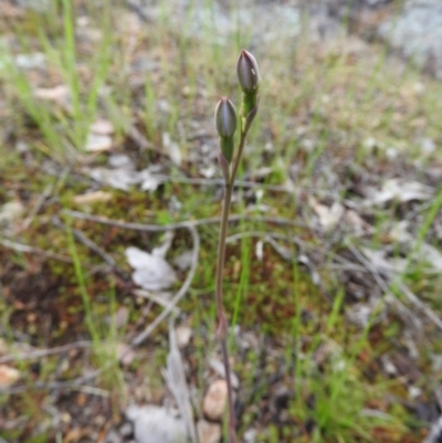 Thelymitra sp. (A Sun Orchid) at Fadden, ACT - 29 Oct 2016 by RyuCallaway