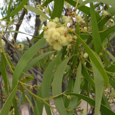 Acacia implexa (Hickory Wattle, Lightwood) at Torrens, ACT - 4 Apr 2017 by MatthewFrawley