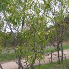 Acacia implexa at Torrens, ACT - 4 Apr 2017
