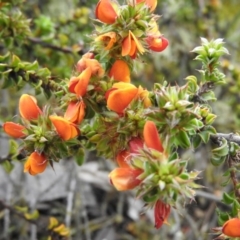 Pultenaea procumbens (Bush Pea) at Wanniassa Hill - 29 Oct 2016 by RyuCallaway