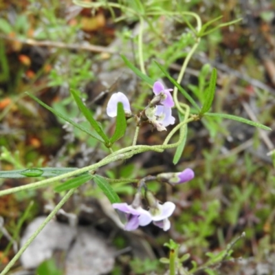 Glycine clandestina (Twining Glycine) at Fadden, ACT - 29 Oct 2016 by RyuCallaway