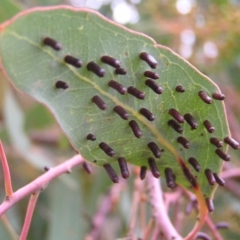 Apiomorpha sp. (genus) (A gall forming scale) at Torrens, ACT - 4 Apr 2017 by MatthewFrawley