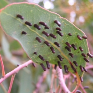 Apiomorpha sp. (genus) at Torrens, ACT - 4 Apr 2017