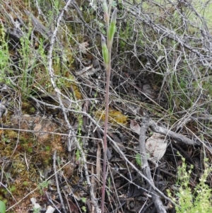 Thelymitra sp. at Fadden, ACT - 30 Oct 2016