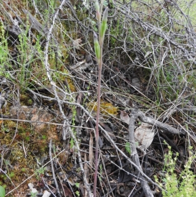 Thelymitra (Genus) (Sun Orchid) at Fadden, ACT - 30 Oct 2016 by ArcherCallaway