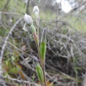 Thelymitra sp. at Fadden, ACT - 30 Oct 2016