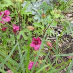 Hibiscus sp. at Fadden, ACT - 30 Oct 2016