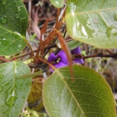 Hardenbergia violacea (False Sarsaparilla) at Wanniassa Hill - 29 Oct 2016 by RyuCallaway