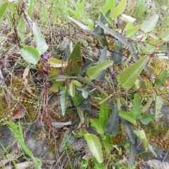 Hardenbergia violacea at Fadden, ACT - 30 Oct 2016