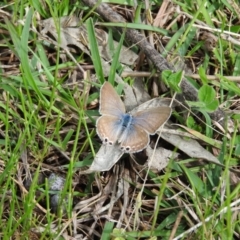 Lampides boeticus (Long-tailed Pea-blue) at Fadden, ACT - 29 Oct 2016 by RyuCallaway