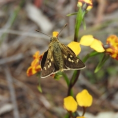 Trapezites luteus (Yellow Ochre, Rare White-spot Skipper) at Fadden, ACT - 29 Oct 2016 by RyuCallaway