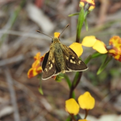 Trapezites luteus (Yellow Ochre, Rare White-spot Skipper) at Wanniassa Hill - 29 Oct 2016 by RyuCallaway