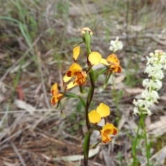 Diuris semilunulata (Late Leopard Orchid) at Wanniassa Hill - 29 Oct 2016 by RyuCallaway