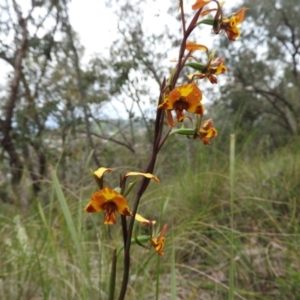 Diuris semilunulata at Fadden, ACT - 30 Oct 2016