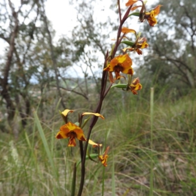 Diuris semilunulata (Late Leopard Orchid) at Wanniassa Hill - 29 Oct 2016 by RyuCallaway