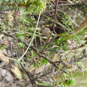 Thysanotus patersonii at Fadden, ACT - 30 Oct 2016