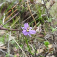 Thysanotus patersonii at Fadden, ACT - 30 Oct 2016