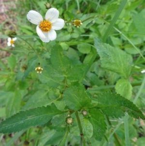 Bidens pilosa at Narooma, NSW - 30 Mar 2017