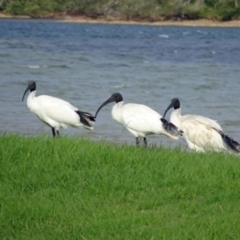 Threskiornis molucca (Australian White Ibis) at Narooma, NSW - 30 Mar 2017 by galah681