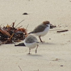 Anarhynchus ruficapillus (Red-capped Plover) at North Narooma, NSW - 30 Mar 2017 by galah681