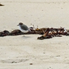 Anarhynchus ruficapillus at North Narooma, NSW - 30 Mar 2017 10:26 AM