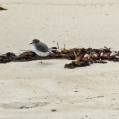 Anarhynchus ruficapillus at North Narooma, NSW - 30 Mar 2017