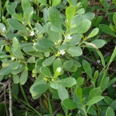 Myoporum boninense subsp. australe (Boobialla) at North Narooma, NSW - 29 Mar 2017 by galah681